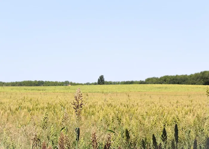 La Bastide De Negra Bed & Breakfast Montesquieu-Lauragais